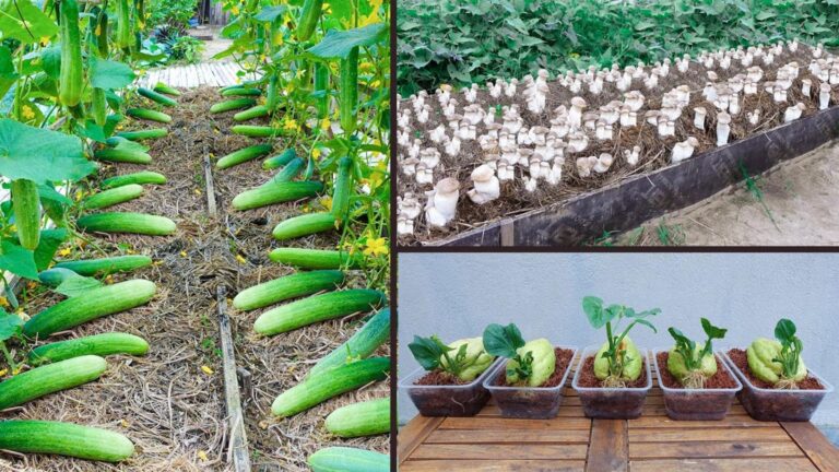 Avec cette astuce oubliée, transformez votre jardin bio en oasis luxuriante…