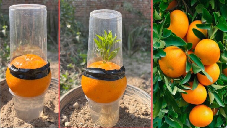 Ce vieux truque de l’ail transformera vos déchets d’orange en arbre luxuriant…