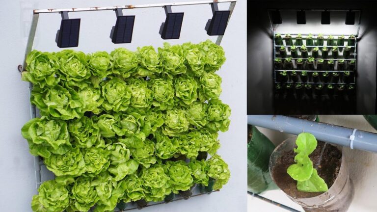 Cette technique murale oubliée fait pousser vos salades plus vite que jamais…