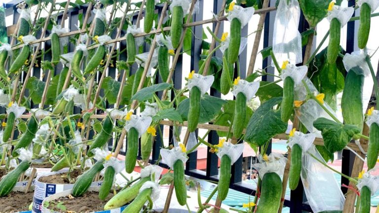 Cette méthode simple transforme votre balcon en un oasis de concombres…