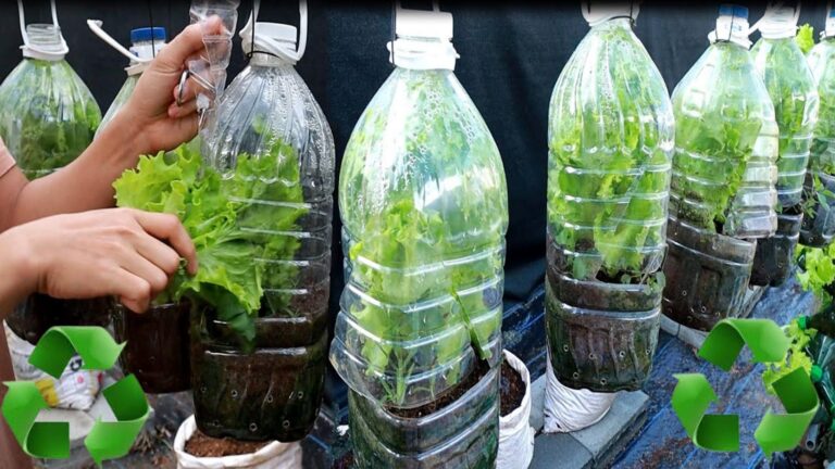 Avec cette mini-serre, vos salades poussent même en hiver… Découvrez le secret !