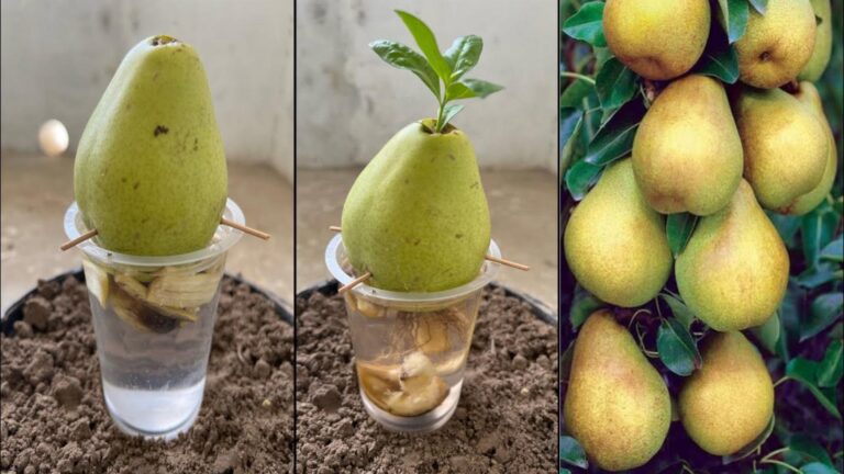 Cette méthode étonnante transforme votre pot de plantes en un producteur d&rsquo;avocats…