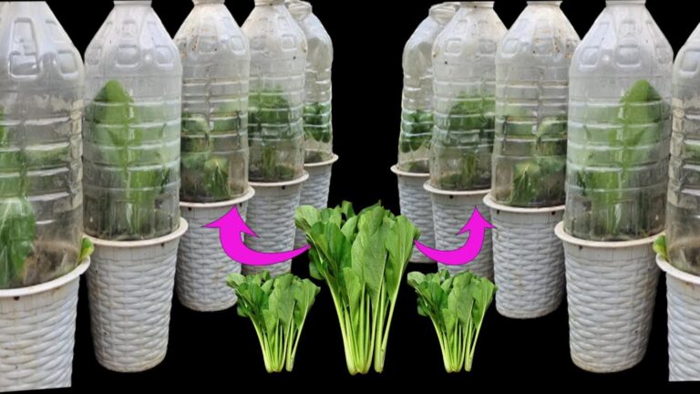 Cette méthode surprenante transforme un espace réduit en potager luxuriant…