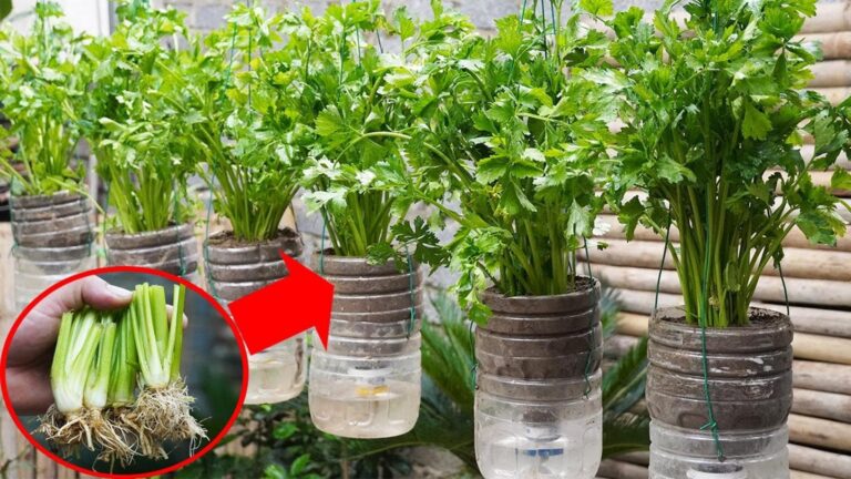 Cette astuce étonnante transforme vos bouteilles en plastique en céleri savoureux…