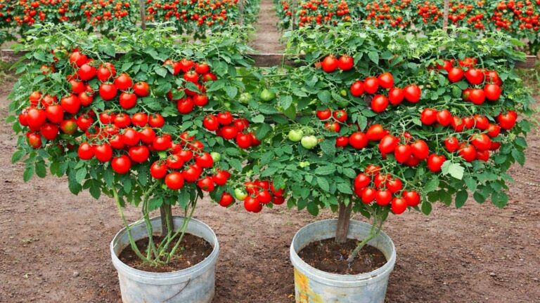Cette méthode simple transforme vos pots en véritables récoltes de tomates…