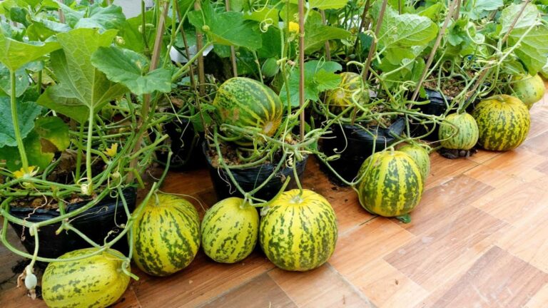 Cette technique de jardinage transforme votre terrasse en un verger de melons…
