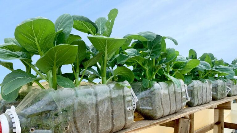 Transformez vos bouteilles en potager luxuriant… Découvrez l&rsquo;astuce qui change tout !