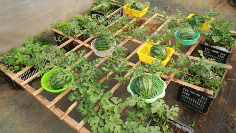 Transformez votre balcon en oasis sucrée… Découvrez la pastèque en panier maison !