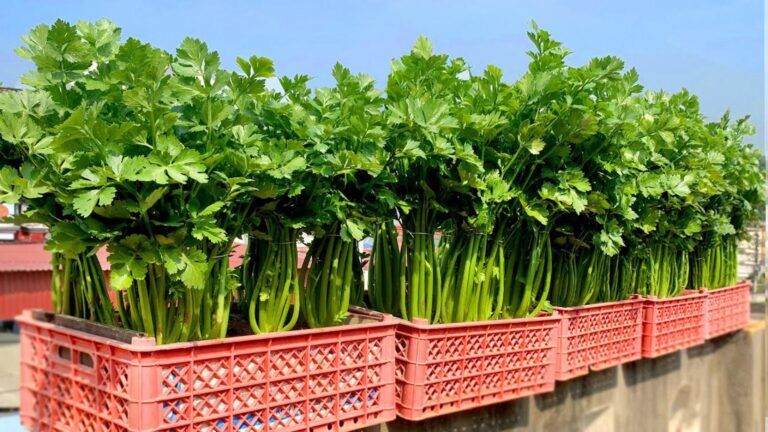 Cette astuce oubliée vous évite d&rsquo;acheter du céleri et transforme votre jardin…