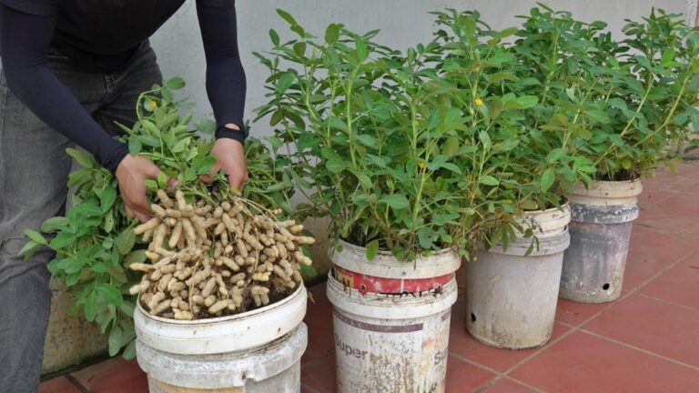 Cultivez vos cacahuètes à la maison… sans jardin et récoltez des merveilles!