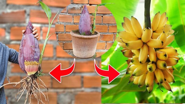 Une idée toute simple pour faire pousser vos bananiers plus vite avec l&rsquo;aloe vera…