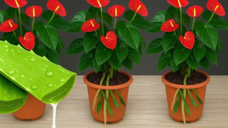 200 fois plus résistant : Faites fleurir votre Anthurium tout au long de l&rsquo;année !
