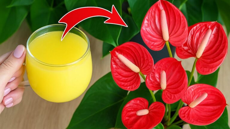 Faites fleurir votre Anthurium avec 1 seule tasse d&rsquo;eau : découvrez ce secret !