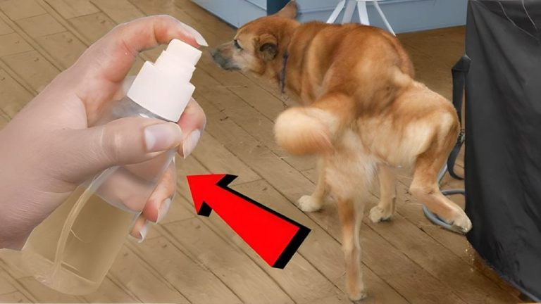 Fini les pipis de chiens dans votre jardin grâce à cette astuce simple