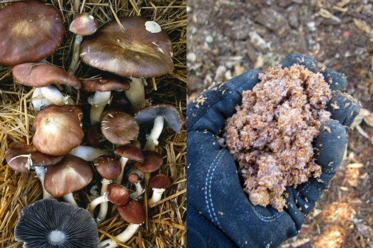 Comment créer un lit de champignons Wine Cap facilement