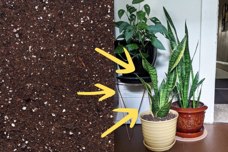Mélange de terreau universel : pourquoi il ne convient pas à vos plantes d&rsquo;intérieur