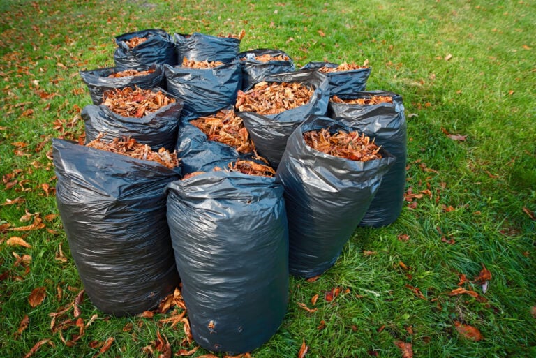 Libérez les feuilles ! 5 raisons de ne jamais les ramasser et que faire à la place