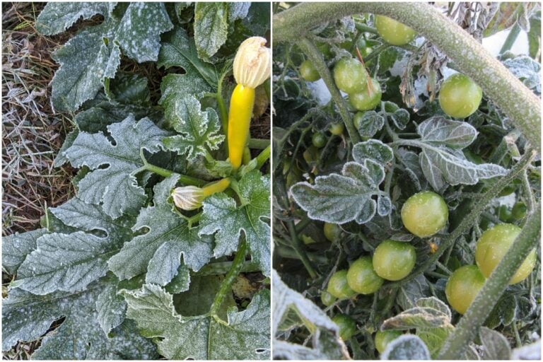 Manger des légumes de son jardin après le gel, est-ce sans danger ?