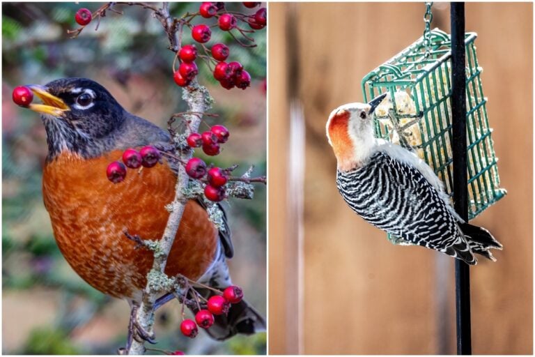 7 conseils pour nourrir les oiseaux en automne dans votre jardin