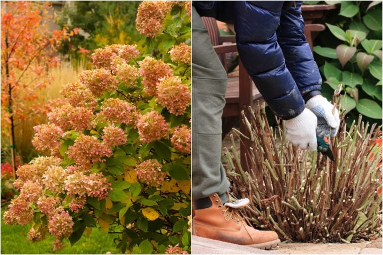 4 tâches essentielles pour vos hortensias en automne et une erreur à éviter