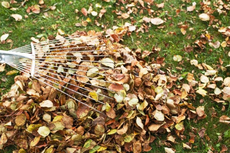7 tâches essentielles pour un jardin d&rsquo;automne, même sans obsession du gazon parfait
