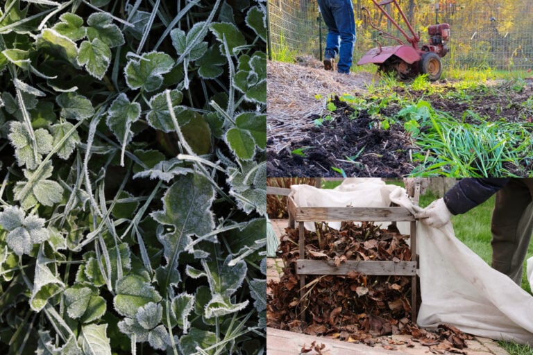 17 travaux de jardinage à réaliser avant le premier gel
