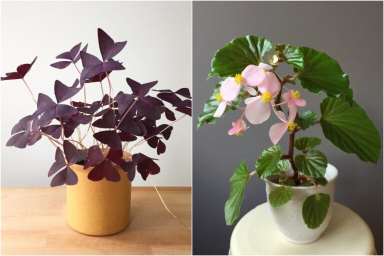 5 Plantes d&rsquo;Extérieur à Transformer en Plantes d&rsquo;Intérieur et Astuces pour les Acclimater