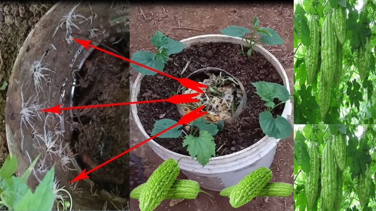 Cultivez 5 melons amers à la maison avec des seaux de peinture recyclés !