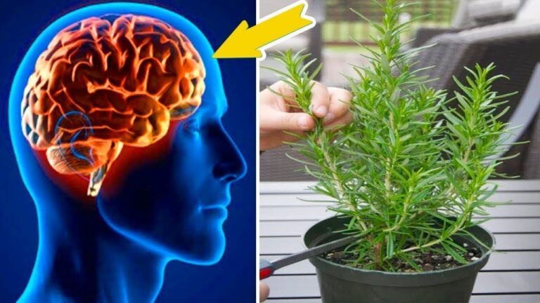 Boostez votre mémoire : 5 plantes pour protéger votre cerveau de l&rsquo;Alzheimer !
