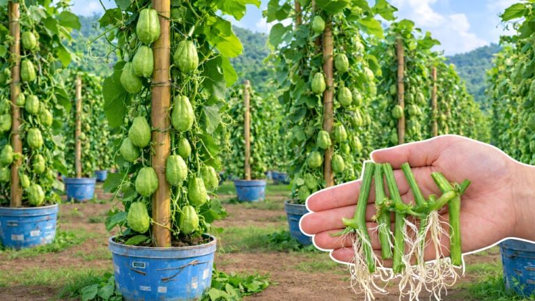 Cultivez 5 fois plus de Chayote avec cette méthode simple et efficace !