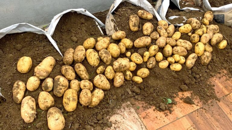 Cultiver 5 astuces pour réussir vos pommes de terre sur la terrasse facilement !