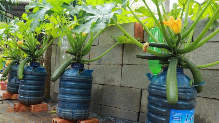 5 astuces pour cultiver des courgettes en container facilement !