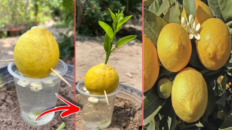 5 astuces pour cultiver facilement des citronniers chez soi