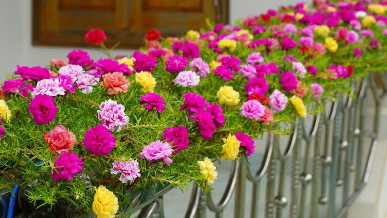 5 idées créatives pour un jardin de balcon : faites pousser de la Portulaca sur votre rampe !
