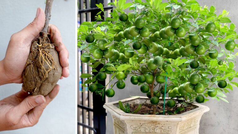 Cultivez 10 citrons chez vous comme votre grand-mère, le secret d’un jardin fructueux !