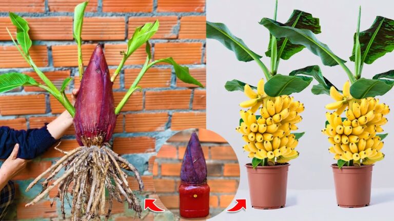 5 techniques uniques pour planter des bananiers avec de l&rsquo;aloe vera facilement !