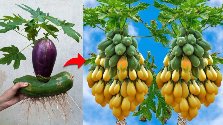 5 étapes pour greffer des aubergines et papayes et récolter des fruits exceptionnels !