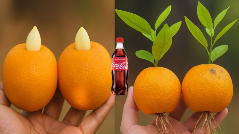 10 astuces pour faire pousser des oranges grâce à l&rsquo;ail ! Découvrez ce jardin magique.