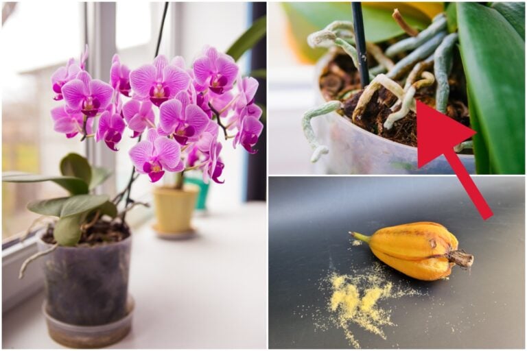 22 Choses Fascinantes à Connaitre pour Tous les Amateurs d&rsquo;Orchidées