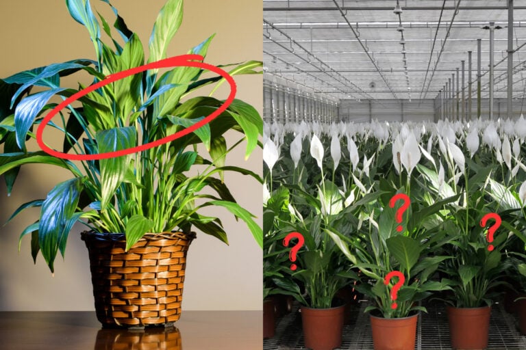 Le véritable secret pour faire fleurir votre lys de la paix
