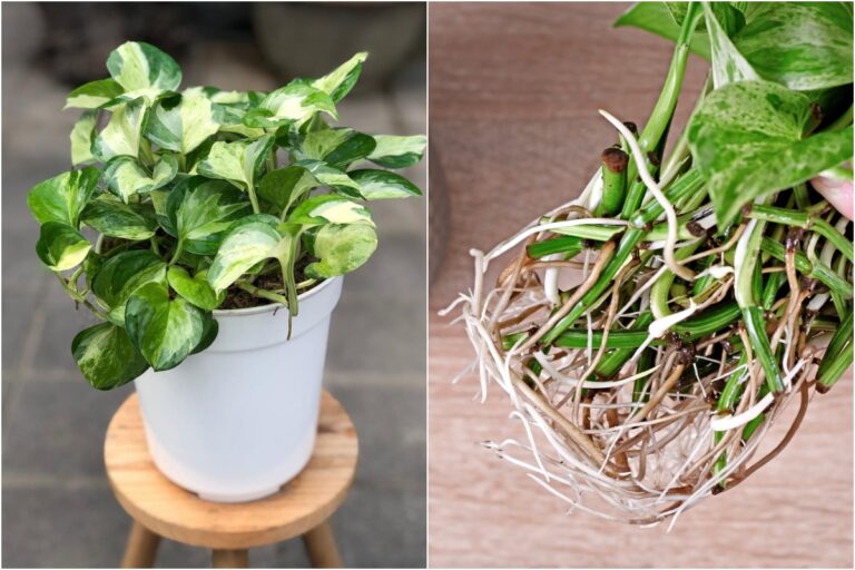 Pourquoi je préfère cultiver le Pothos plutôt que toute autre plante d&rsquo;intérieur