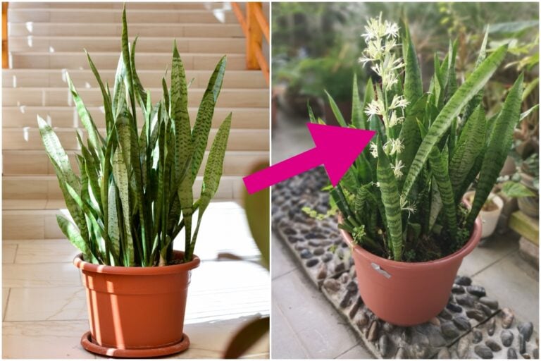 Comment faire fleurir votre plante serpent