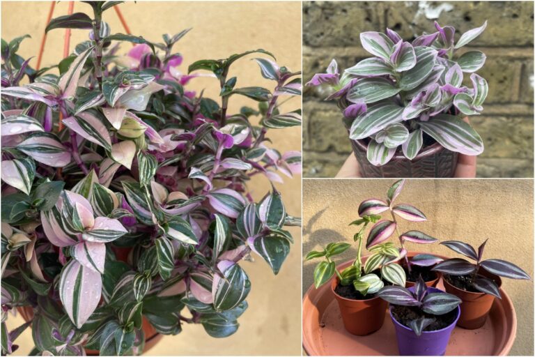 7 choses à savoir sur la Tradescantia, la plante qui décorent votre intérieur