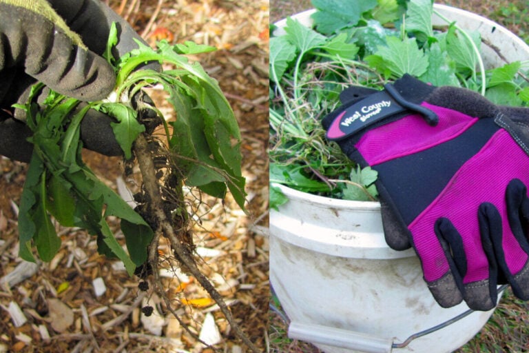 10 astuces pour vaincre les mauvaises herbes tenaces